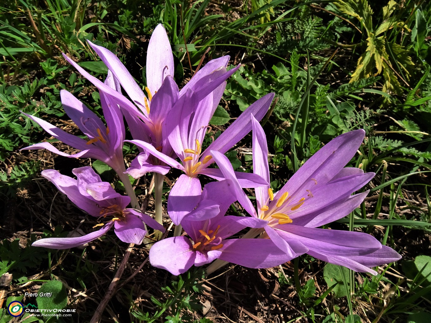 23 Colchicum autumnale (Colchico d'autunno) incontrati sul percorso .JPG